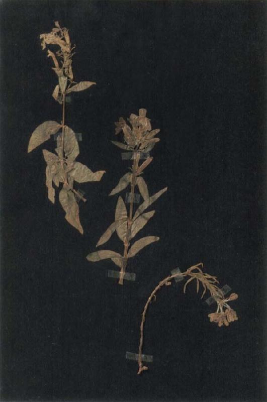 Paul Klee Herbarium oil painting image